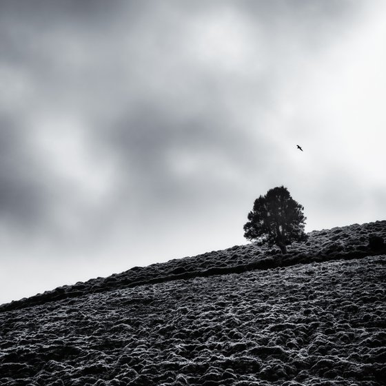 Tree with seagull