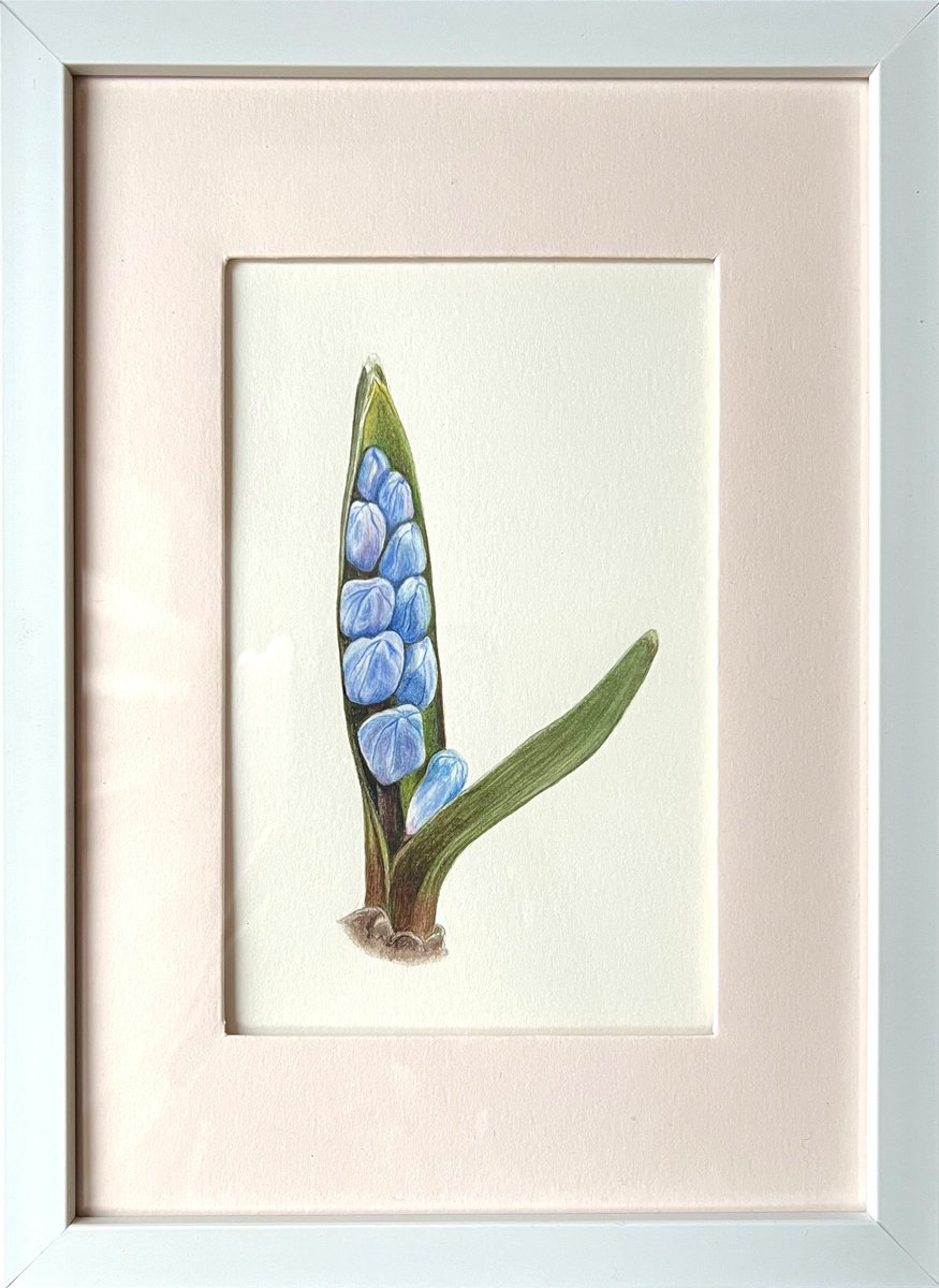 Illustrative Botanical Watercolour By Tetiana Kovalova, 7 X 9", Scilla, Original Artwork