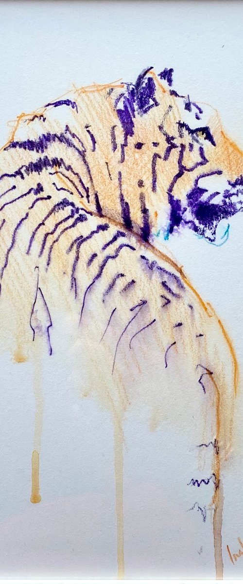 Tiger sketch by Catherine Ingleby