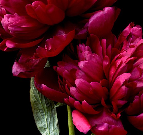 Rubra Plena Red Peony