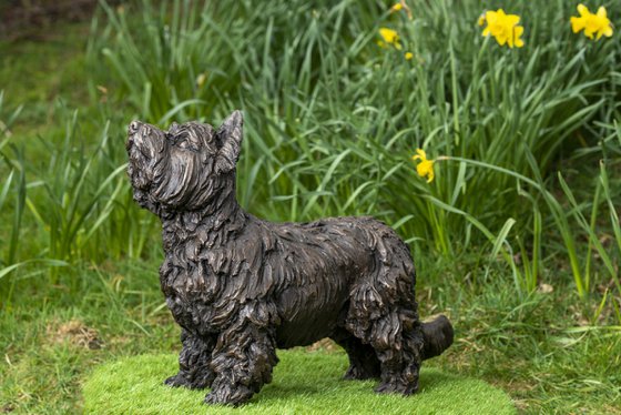 Yorkshire Terrier (BR)
