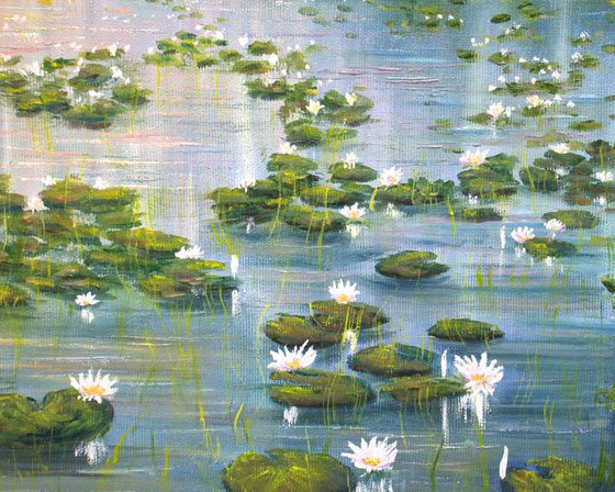 Lilies pond