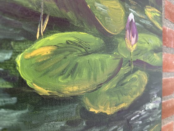 Water Lily Buds