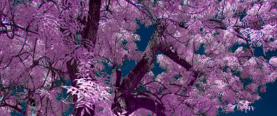 Purple nature
