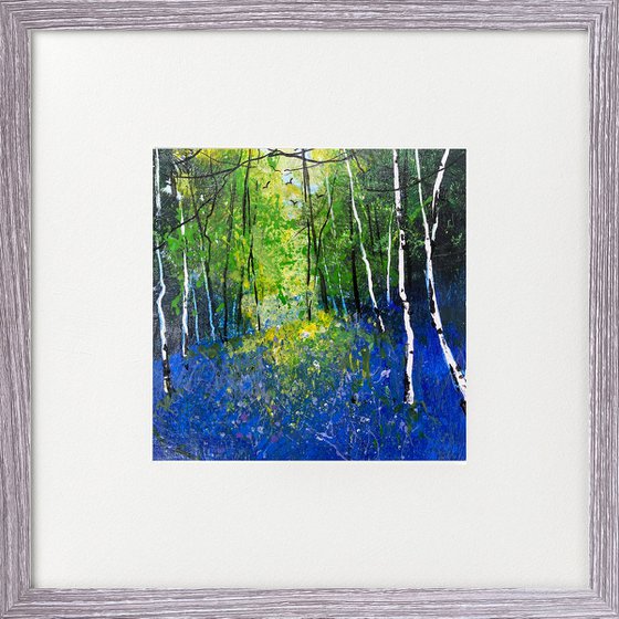 Bluebells & Silver Birches