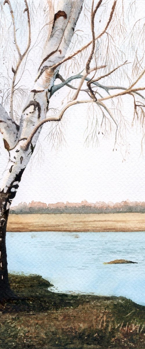 River birch tree by Shweta  Mahajan