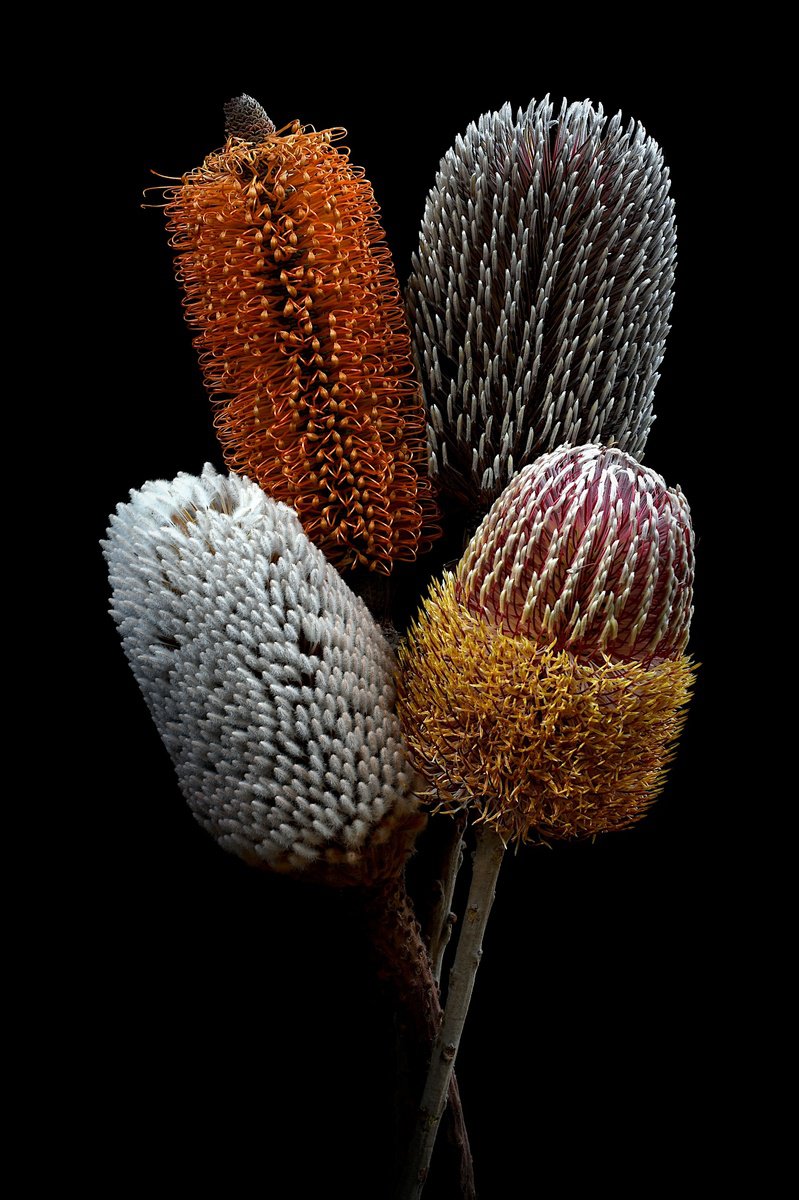 Botanical Photograph By Nadia Culph, 24 X 35", Banksia Bundle, Original Artwork