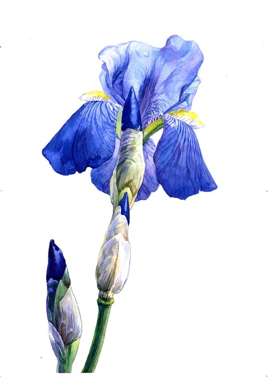 Blue Iris