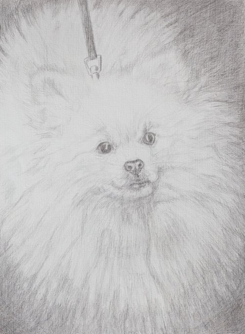White Little Dog by Liudmila Pisliakova