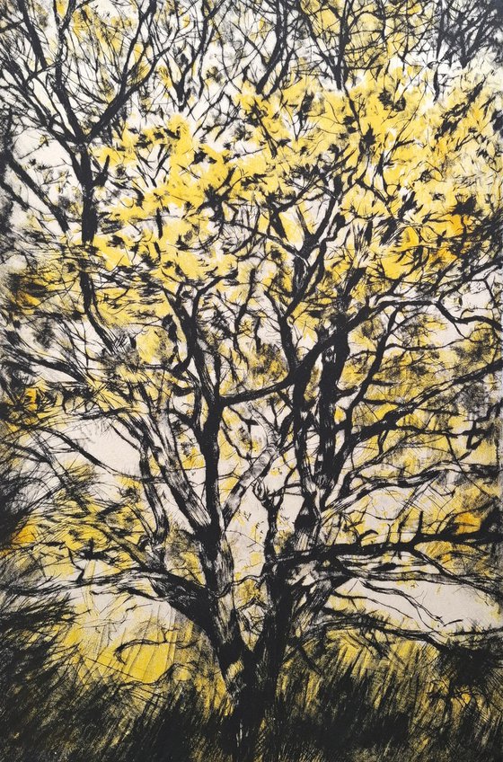 Golden Oak