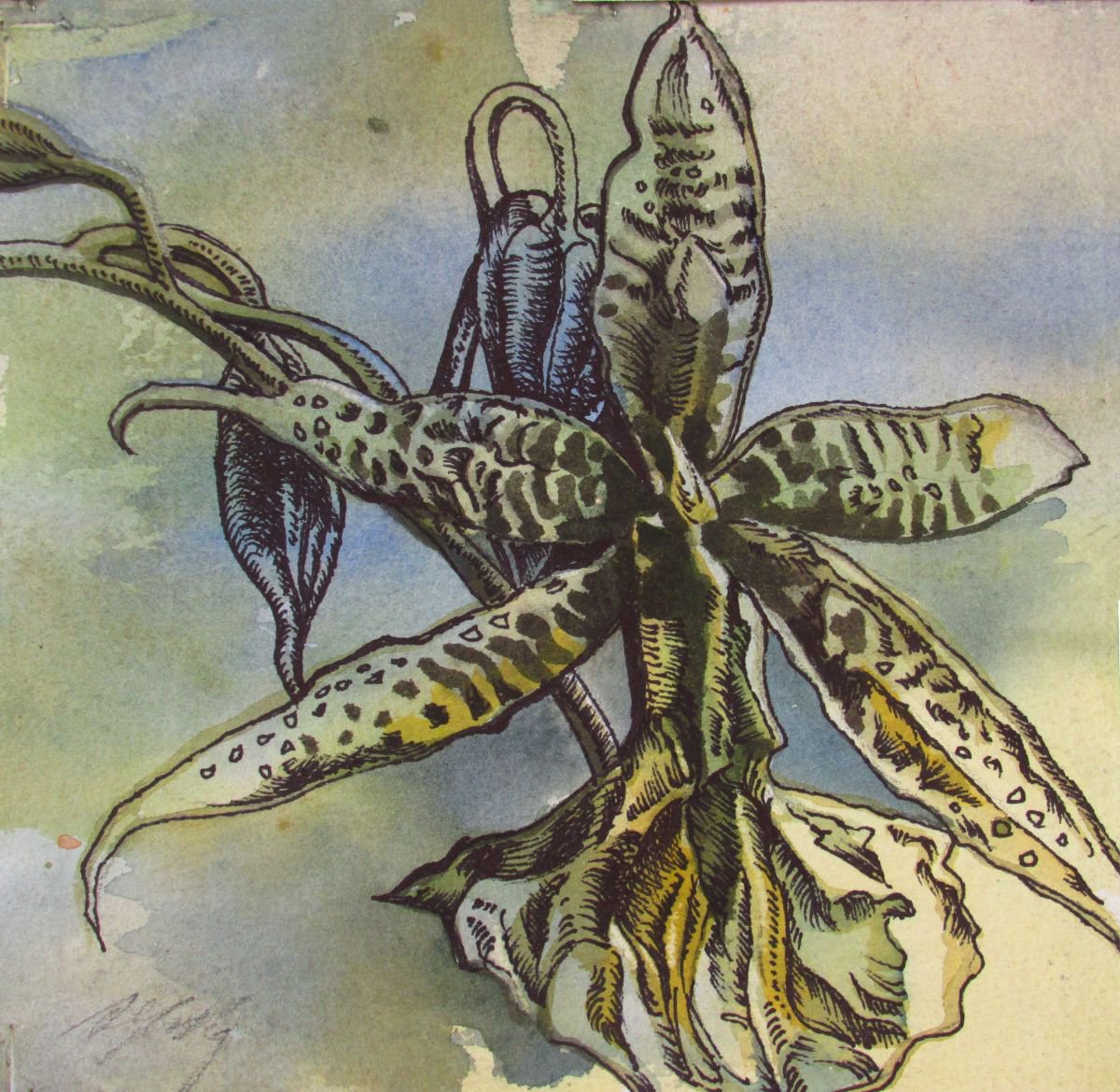 Ansellia orchid drawing by Alfred Ng