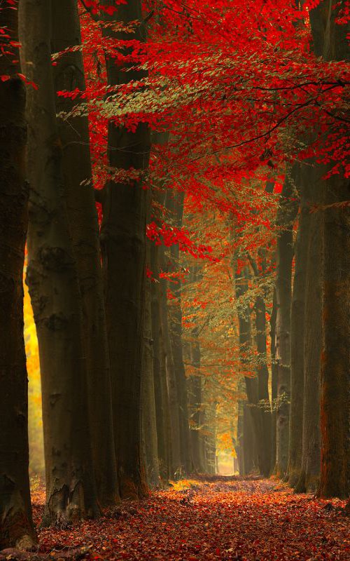 Walk in the space between thoughts by Janek Sedlar