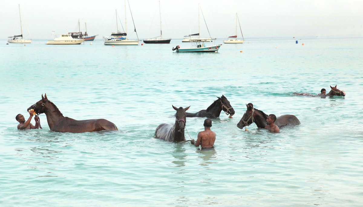 Photorealistic Animal Photograph By Paul Berriff Obe, 41 X 26", Barbados Racehorses, Original Artwork