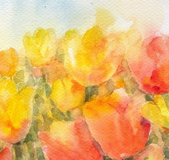 Yellow Tulip Field