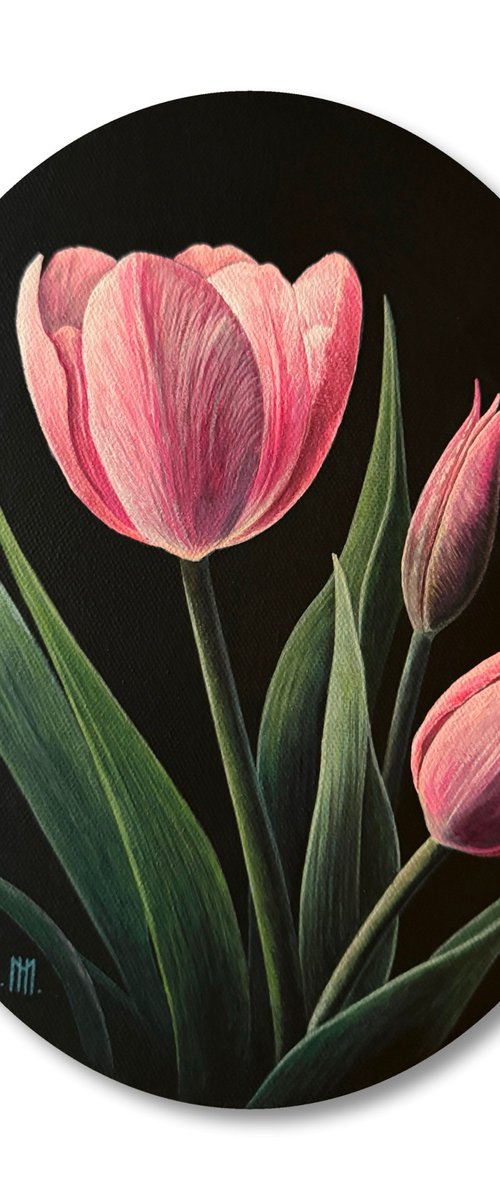 Tulipa Rosacea (Pink Tulips) by Mason Holcomb