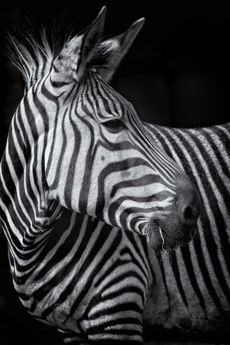 Zebra portrait by Paul Nash
