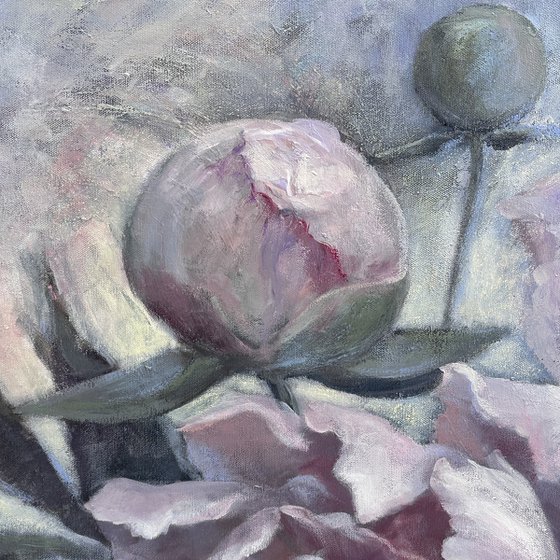 Peonies in the morning haze