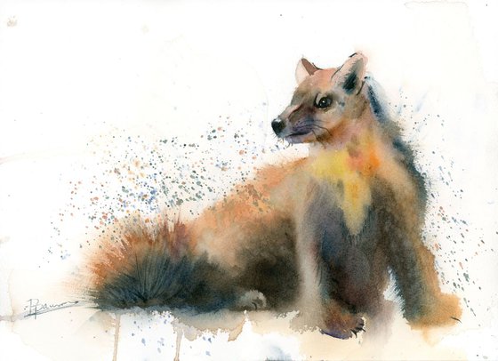 Pine Marten