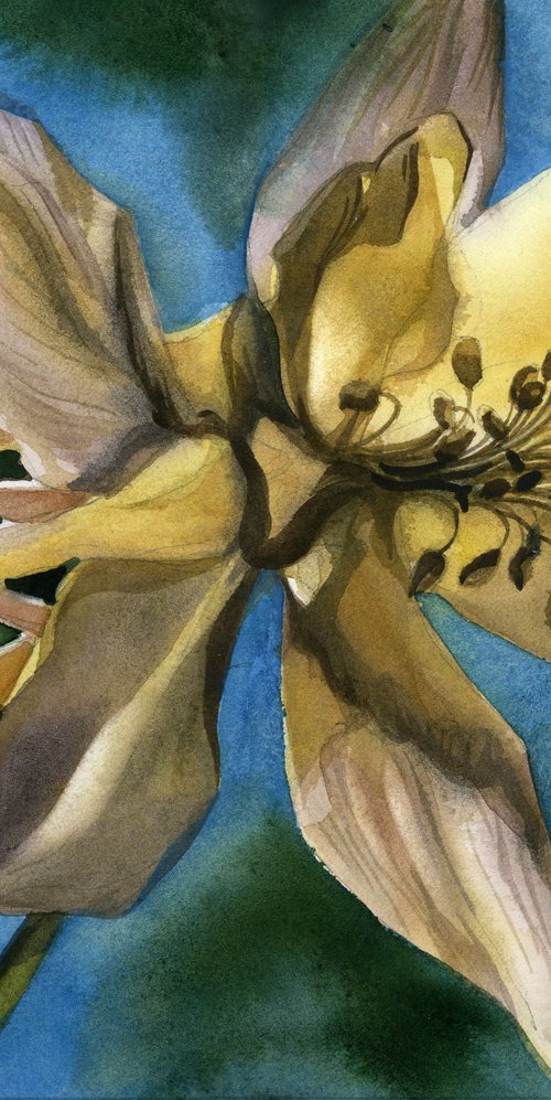 columbine with blue watercolor floral by Alfred  Ng