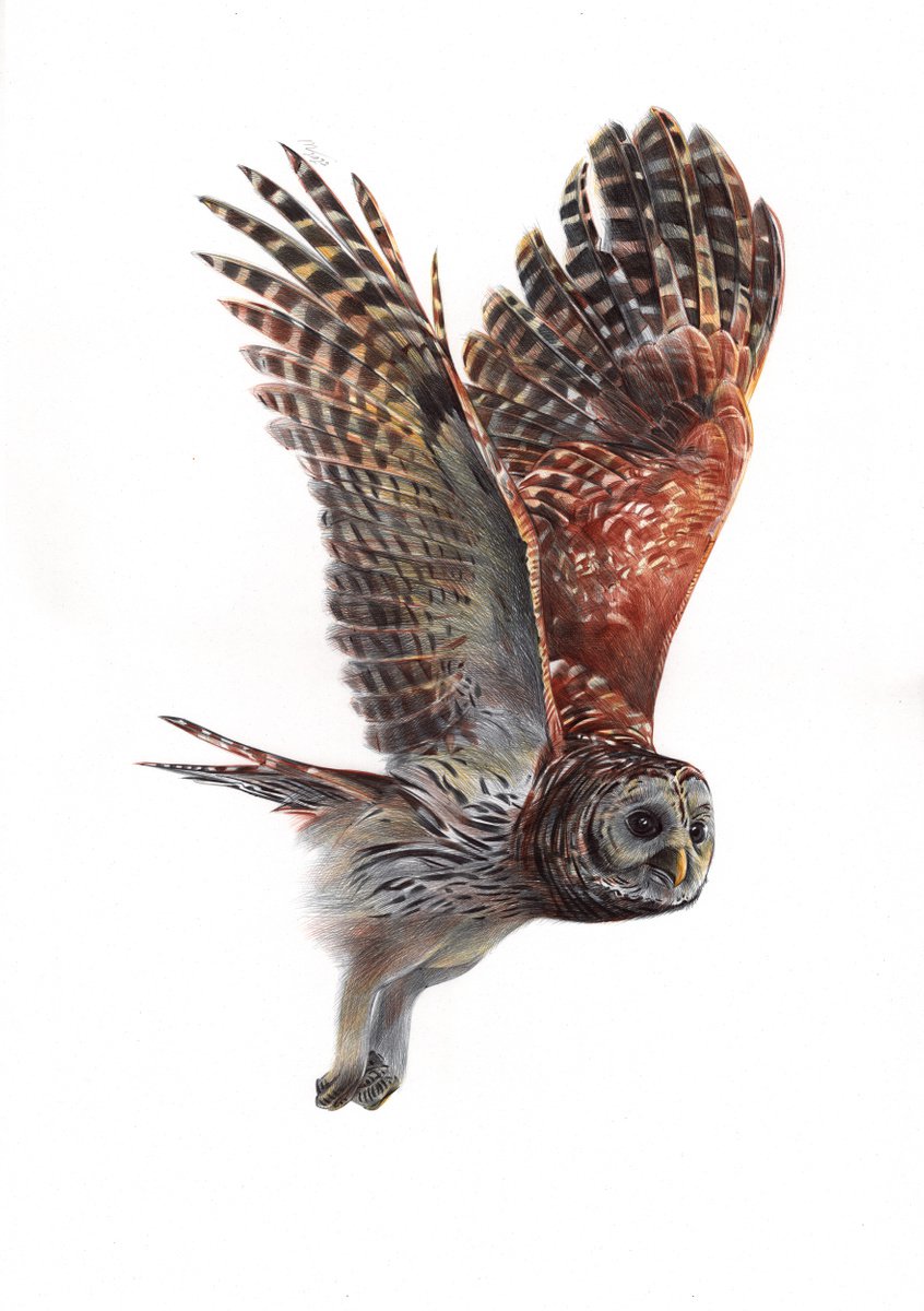 Tawny Owl - Bird Portrait (Realistic Ballpoint Pen Drawing) by Daria Maier