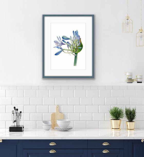 Agapanthus flowers. Original watercolor artwork