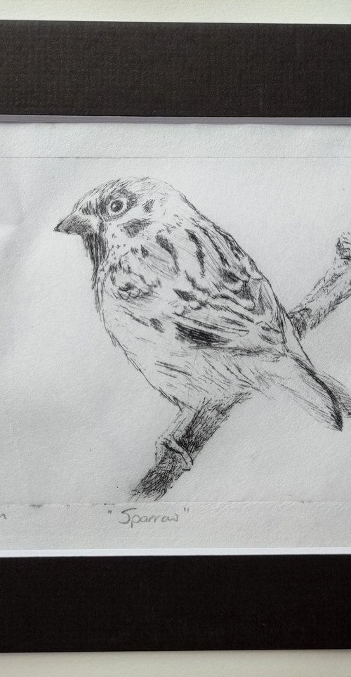 Sparrow by Jenny Moran