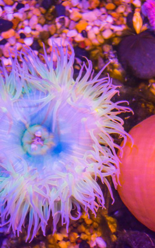 Anemone and Friends by Eugene Norris