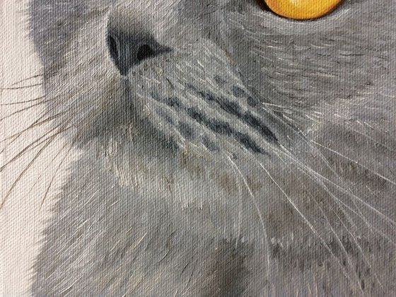 Grey Cat