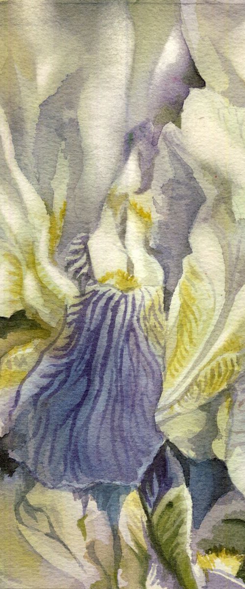 a painting a day #50 "delicate iris" by Alfred  Ng