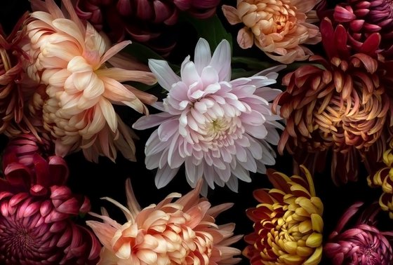 Chrysanthemums