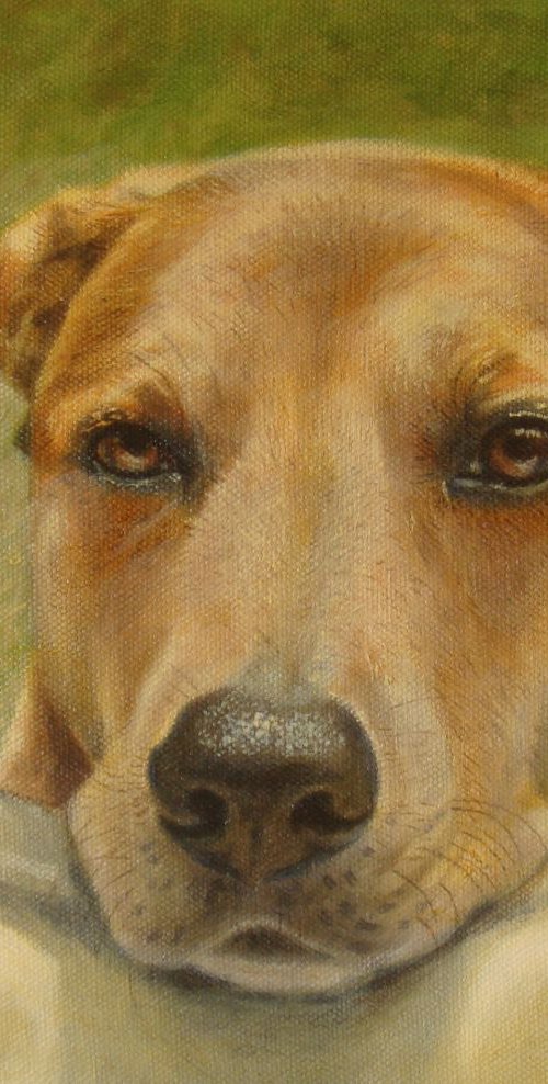 Pet portraits (SOLD) - COMMISSIONS WELCOME (deposit) by Michael Mullen