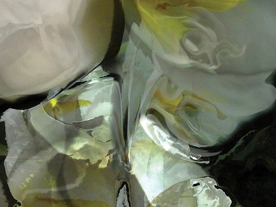 Orquídeas