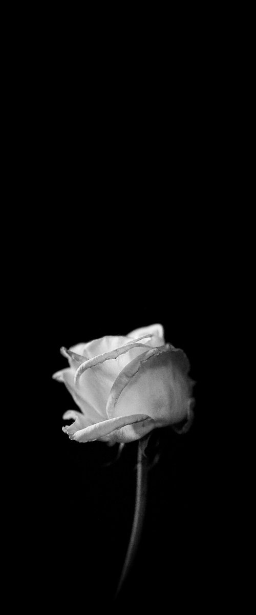 the white rose i by Marcus Scott