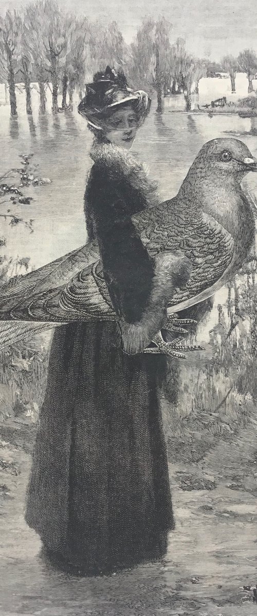 Pigeon Companion by Tudor Evans