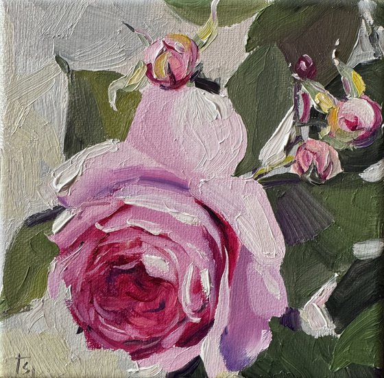 Tender Rose