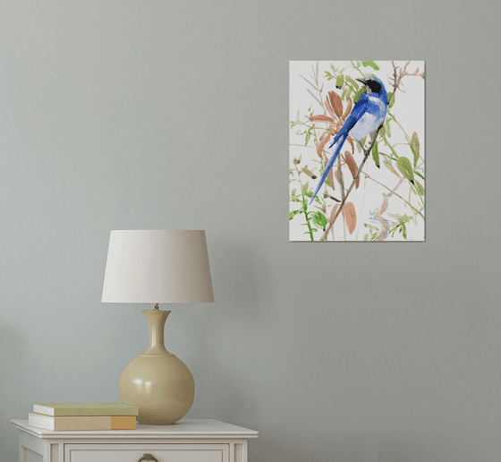 Florida Scrub Jay