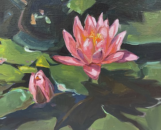 Pink water lilies