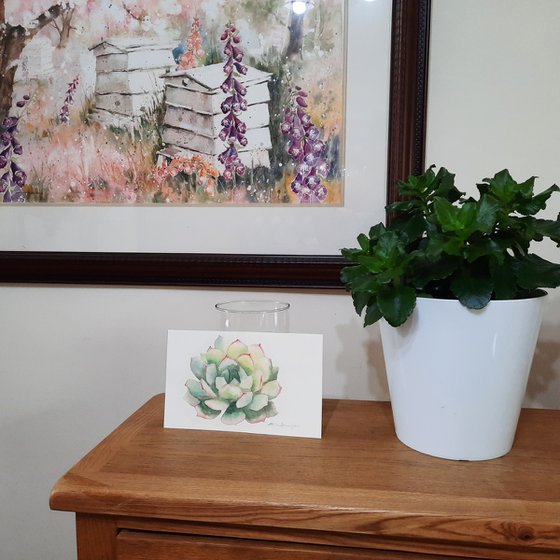 Succulent Art - UK Artist