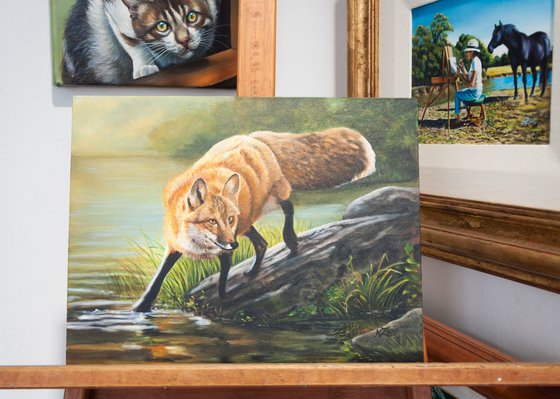 Fox in the river