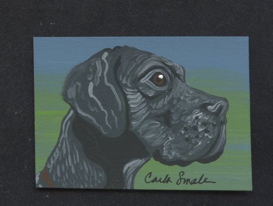 Great Dane