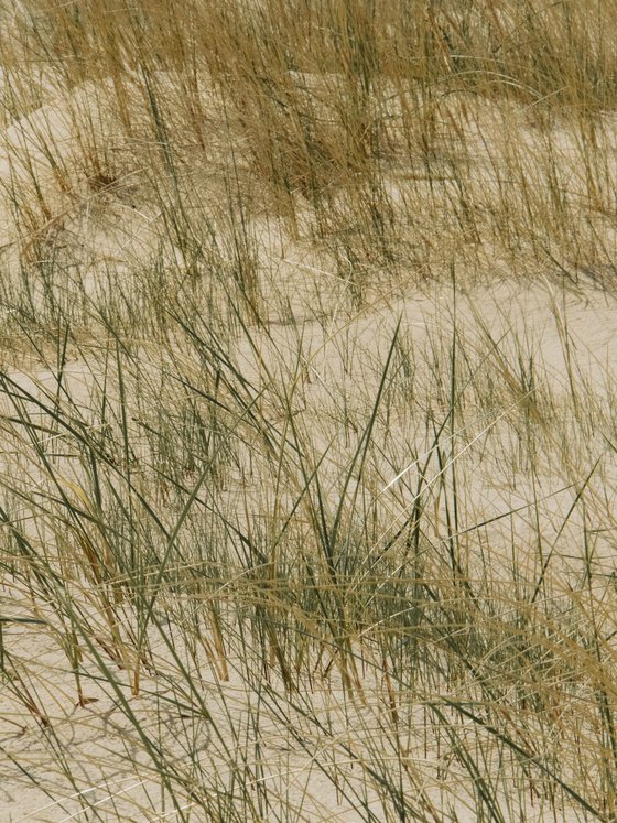 Among the Dunes