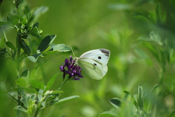 Butterfly in the grass