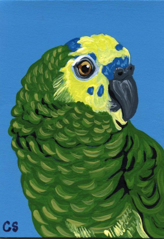 ACEO ATC Original Miniature Painting Blue Front Head Amazon Parrot Pet Bird Wildlife Art-Carla Smale