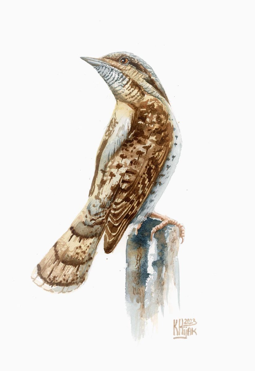 Wryneck, Bird, watercolor painting by Karolina Kijak