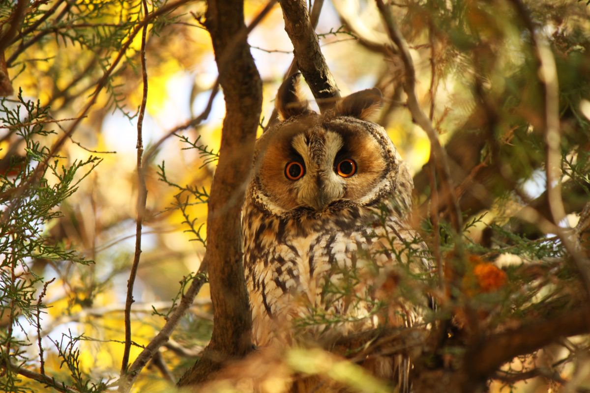 Owlet by Sonja  Cvorovic
