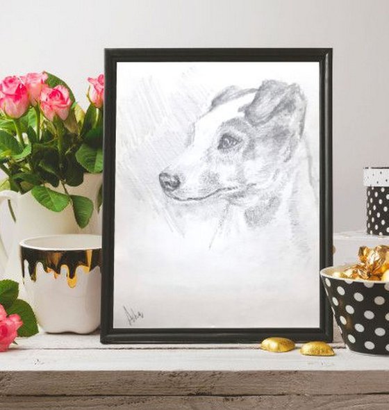 Jack Russel Terrier Portrait  -Pet Dog sketch