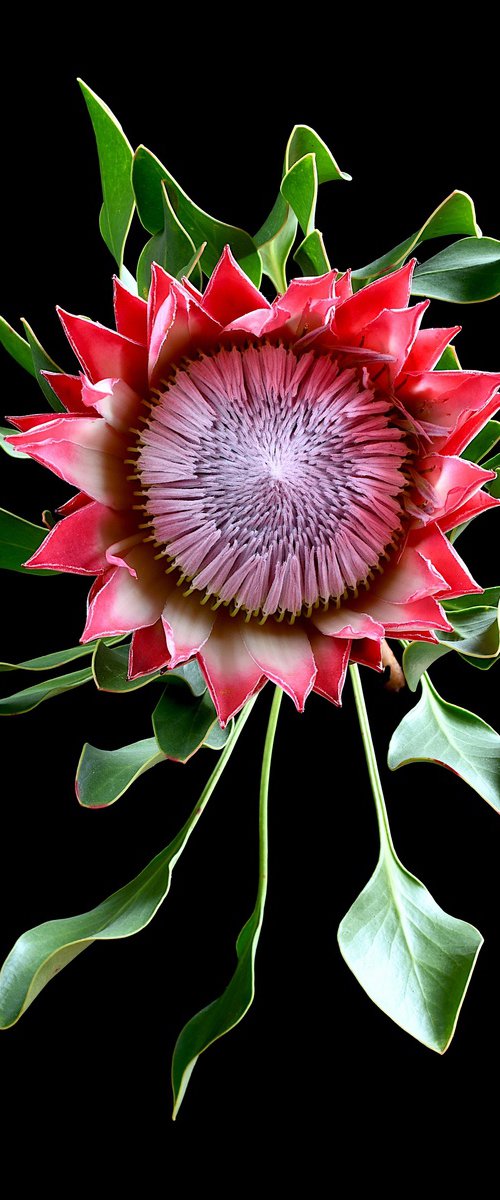 Pink King Protea by Nadia Culph