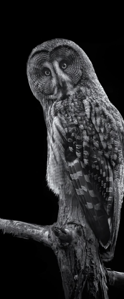 Great Grey Owl by Paul Nash