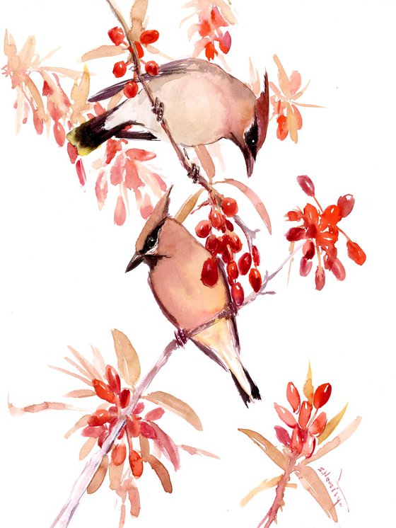 Waxwing Birds in the Fall