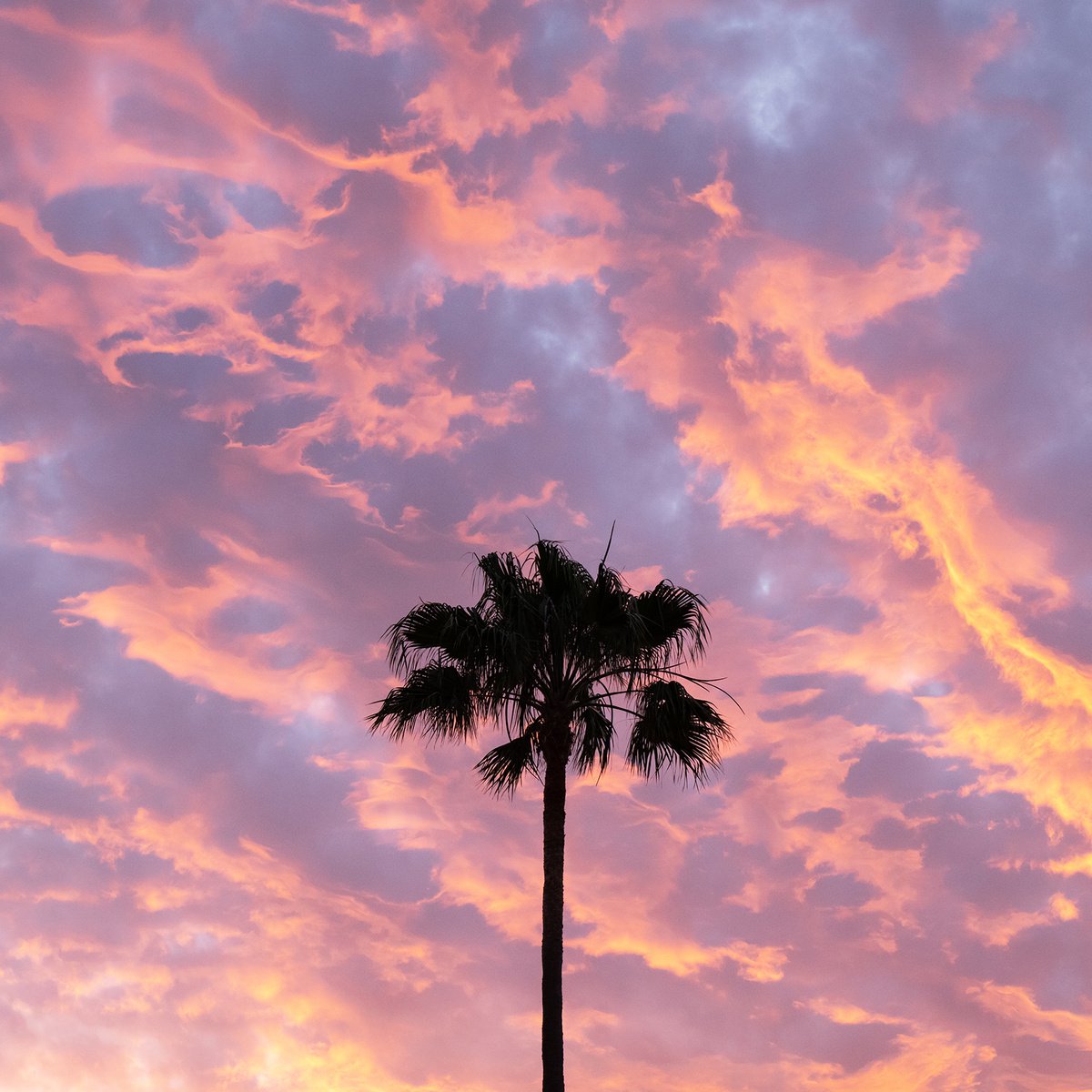 CANARY PALM SILHOUETTE by Andrew Lever